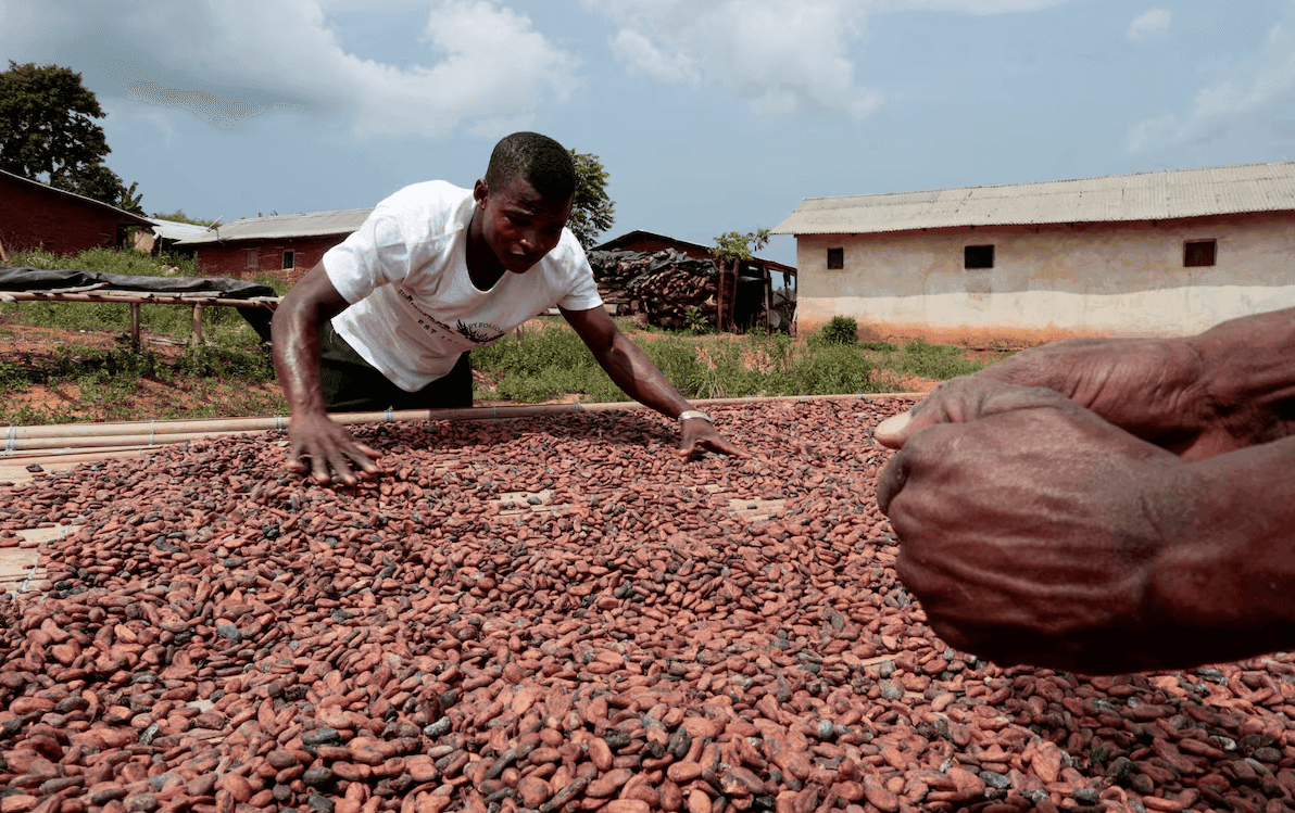 Ivory Coast Cuts Official Cocoa Farmgate Price to 1,200 CFA/kg: What Changed and Why